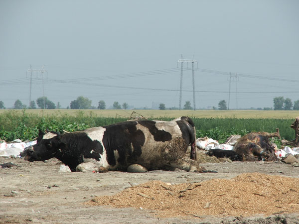 Srbija